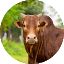 bull
